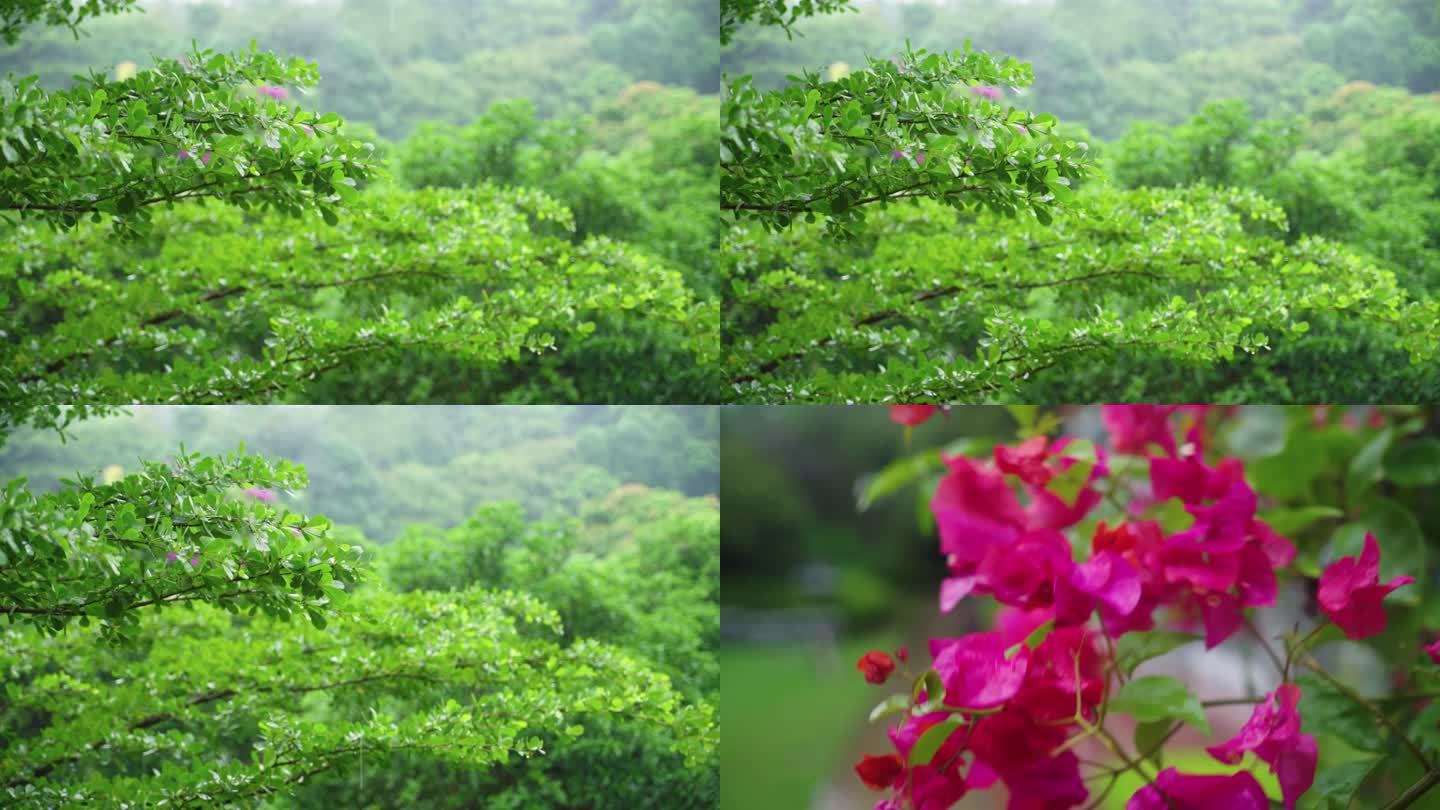 下雨叶子树林三角梅落雨树叶阴雨天鲜花阴天