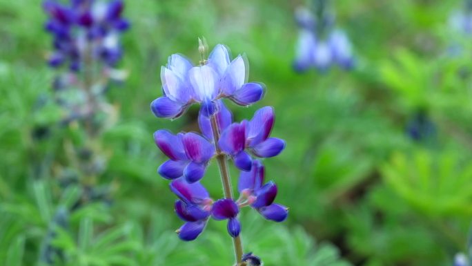 羽扇豆 鲁冰花 花蕾 蓝花 果 叶 植株