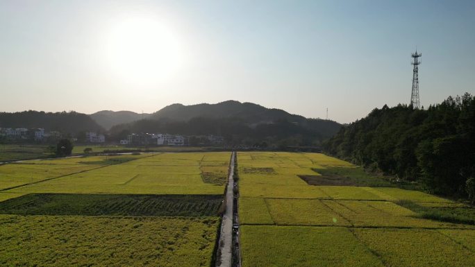 秋季晚稻千亩稻田风光