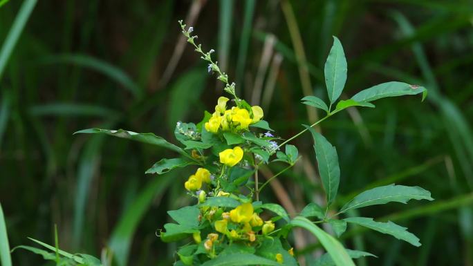 野扁豆 花蕾 黄花 果荚 茎 植株 花期