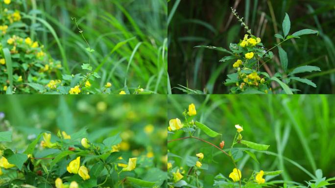 野扁豆 花蕾 黄花 果荚 茎 植株 花期