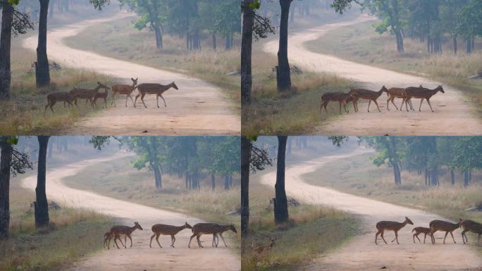 印度中部森林中慢速运动的斑点鹿或甲壳虫