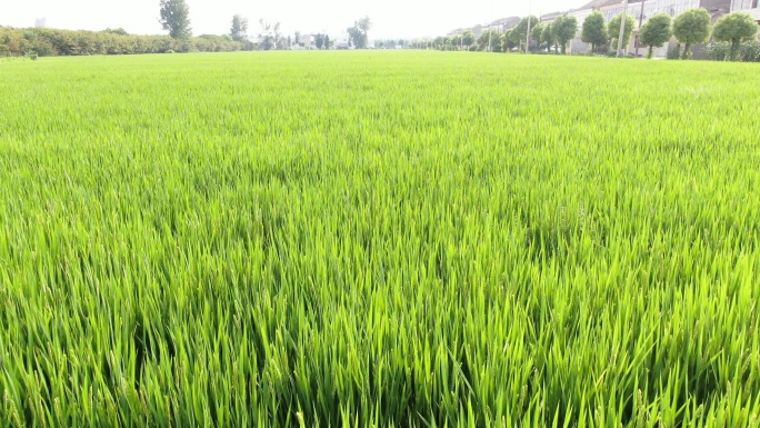 江苏农村乡村水稻、小麦生长期航拍