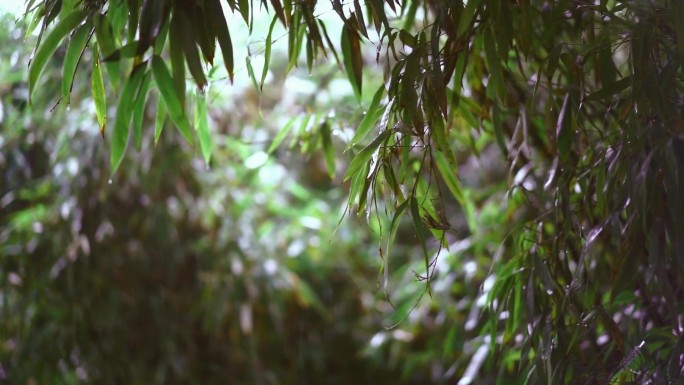 竹子 雨季 下雨