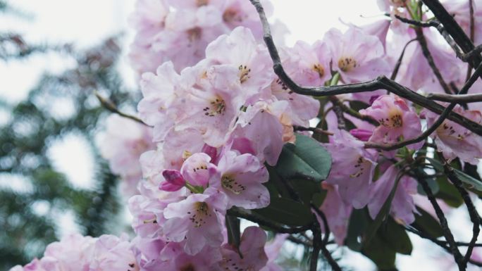 高山杜鹃花