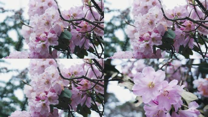 高山杜鹃花