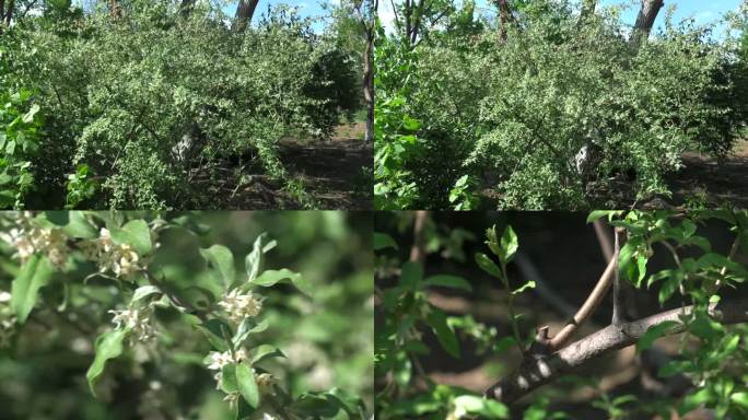 牛奶子 花蕾 白花 叶 茎 植株 生境