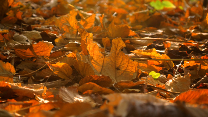 阳光下树林里的落叶，唯美秋天4k视频素材