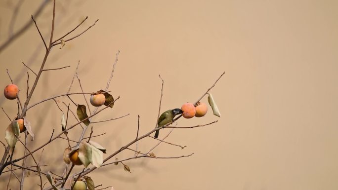 秋天柿子树上觅食的白头翁