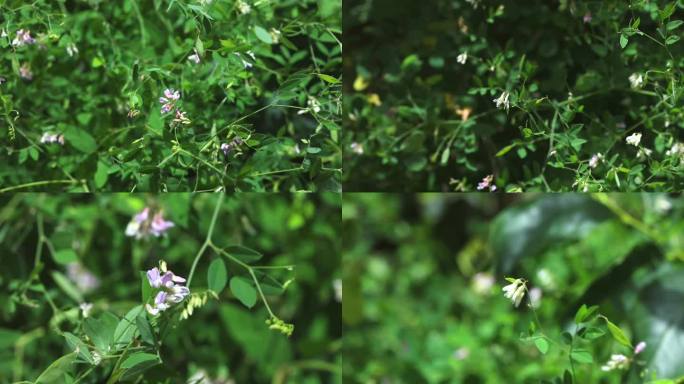 大叶野豌豆 花蕾 紫花 果 茎 植株