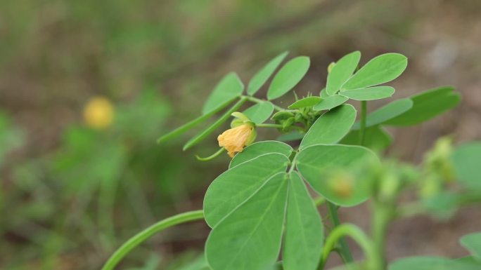 决明 花蕾 黄花 果荚 种子 叶 植株