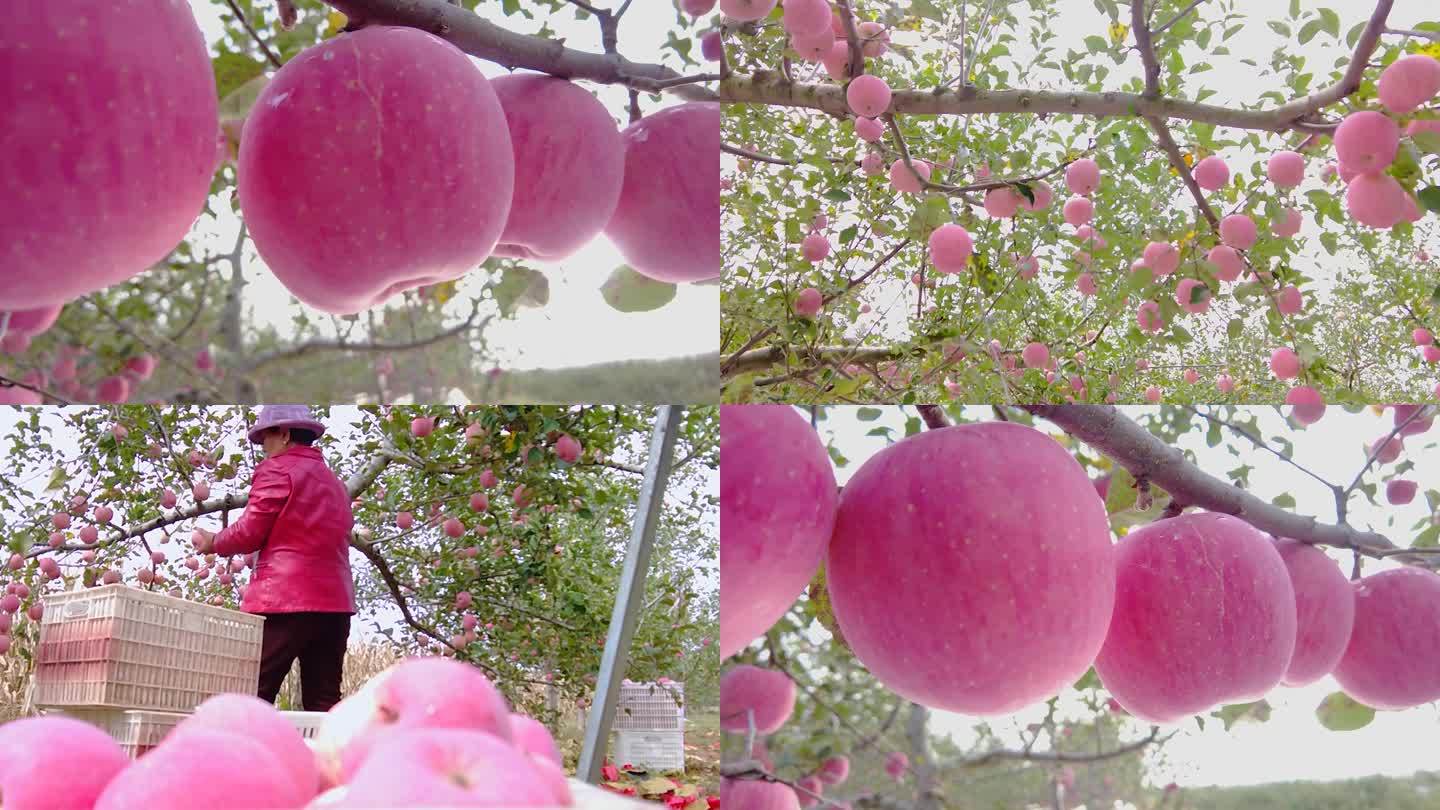 红富士苹果种植