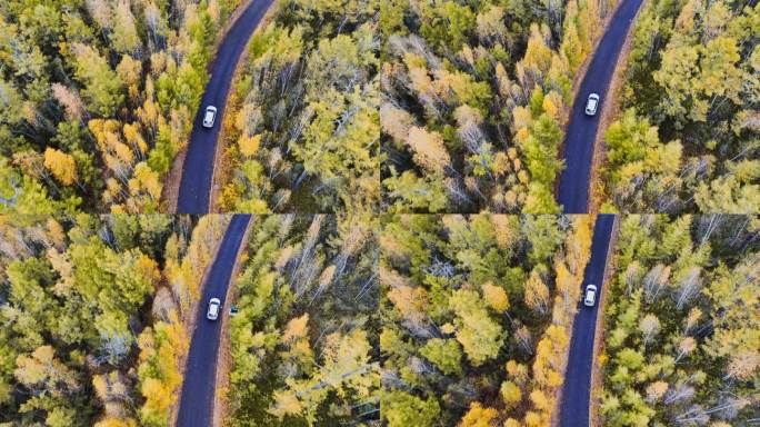 汽车穿过秋天的原始森林