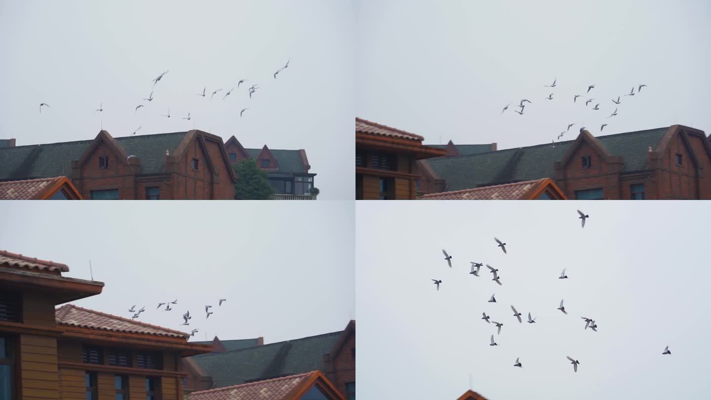 鸽子翱翔飞翔群鸽飞过屋顶飞过蓝天城市鸽子