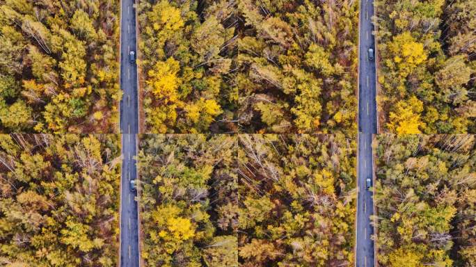 穿越秋天森林是汽车旅行