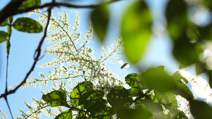 蜜蜂采蜜 海葵 百香果花 盐肤木 花