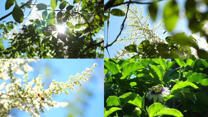 蜜蜂采蜜 海葵 百香果花 盐肤木 花