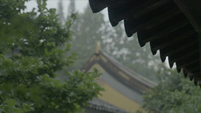 有版权」LOG高速拍摄树叶下雨雨滴4K5
