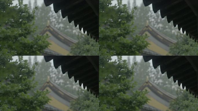 有版权」LOG高速拍摄树叶下雨雨滴4K5