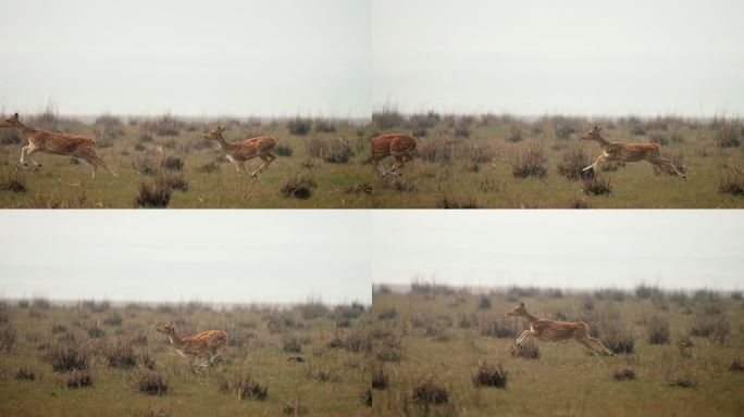 发现鹿从猎杀豺狼中逃跑，并以慢动作奔跑