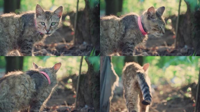 流浪猫瘦弱的小猫流浪动物救助猫的眼睛