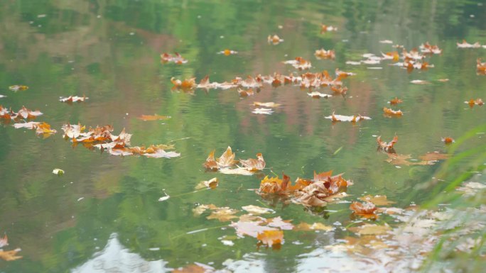 秋天水面落叶被风吹拂随水飘动