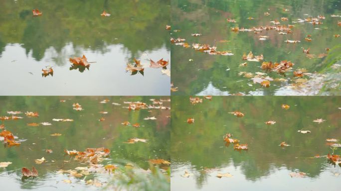 秋天水面落叶被风吹拂随水飘动