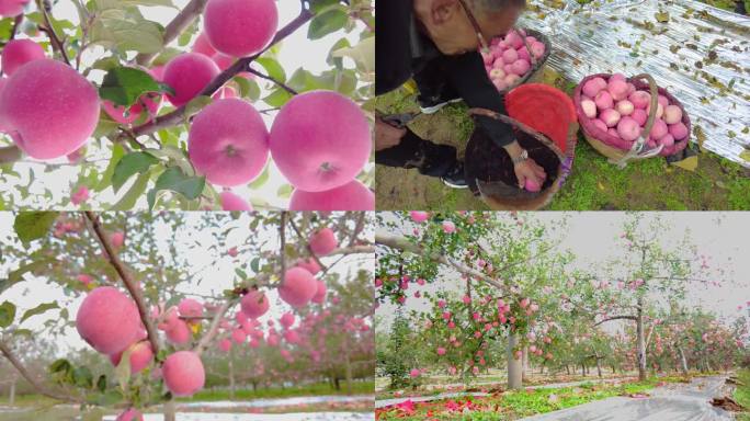 洛川苹果产地