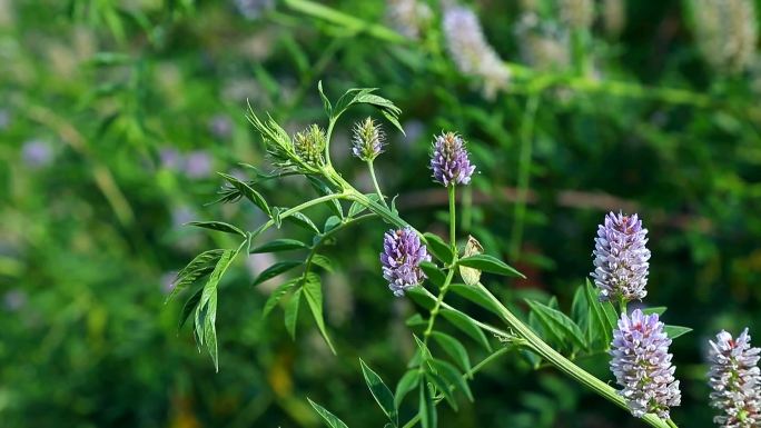 刺果甘草 花蕾 紫花  果 叶 茎 植株