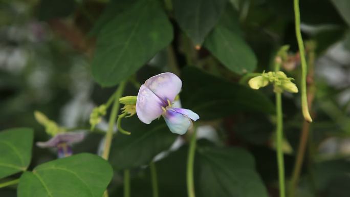 豆角  豇豆 花蕾 紫花 果 茎 植株