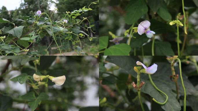 豆角  豇豆 花蕾 紫花 果 茎 植株