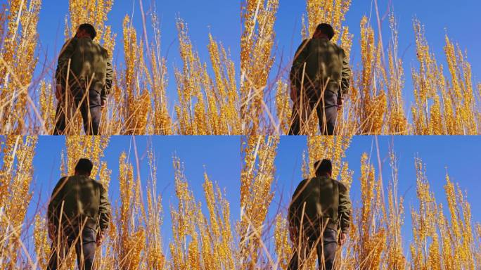 秋天金色树林男人背影凝望远方空镜头