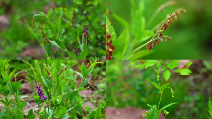 歪头菜 中药 花蕾 紫红花 叶 茎 植株