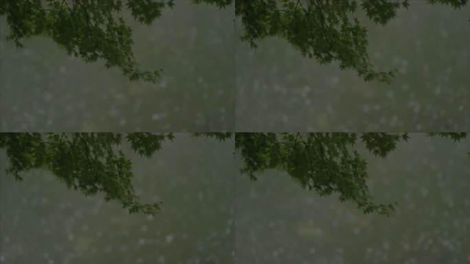 有版权」LOG高速拍摄树叶下雨雨滴4K2