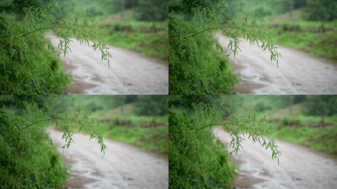 雨中小路边竹林意境实拍