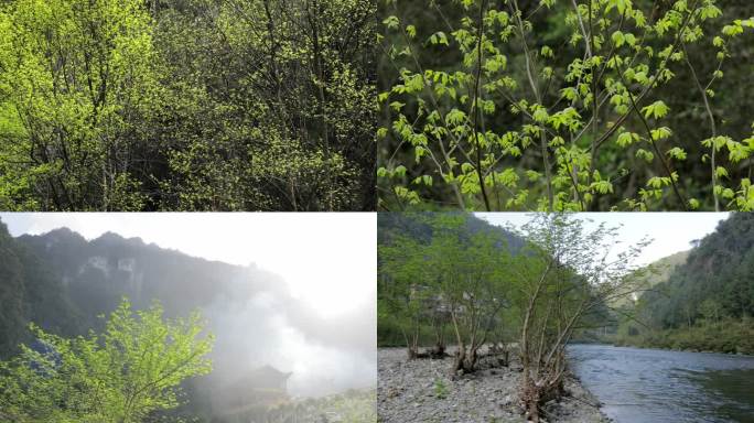 春天山里树木嫩叶嫩芽【集锦】