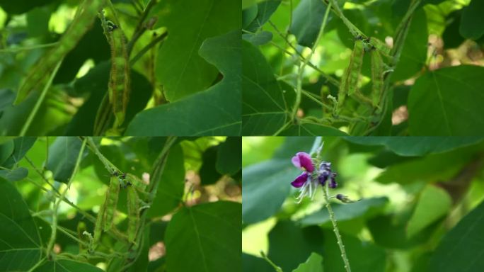 葛 葛藤 紫花 果 叶 茎 植株