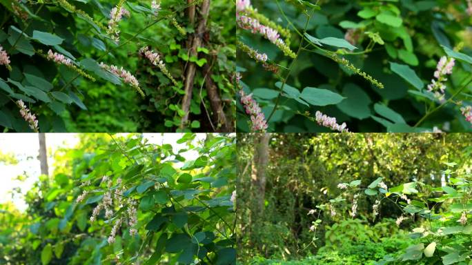 须弥葛  花蕾 粉红色花 叶 茎 植株