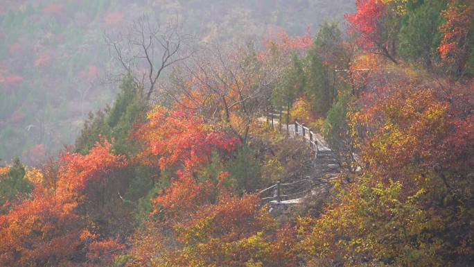 秋季红叶北京坡峰岭满山红遍