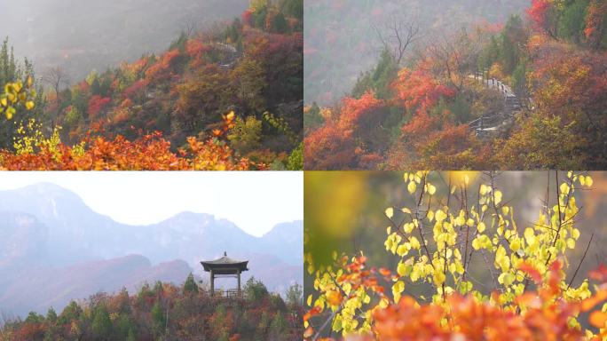 秋季红叶北京坡峰岭满山红遍