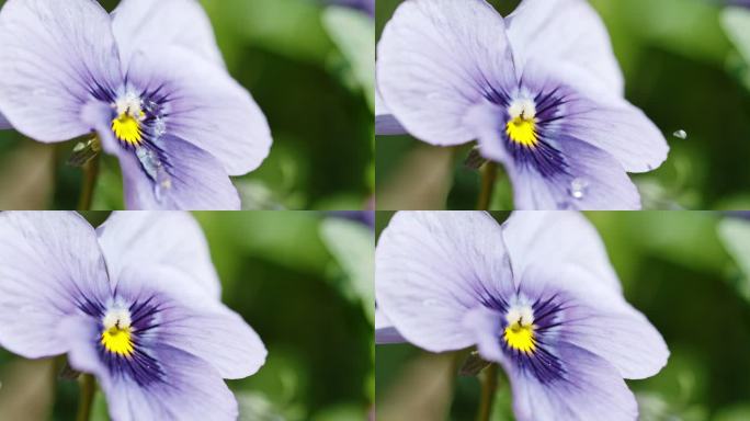 水滴落在三色堇上水滴三色堇唯美紫色花朵