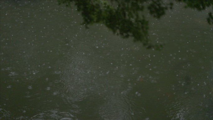 有版权」LOG高速拍摄树叶下雨雨滴4K7