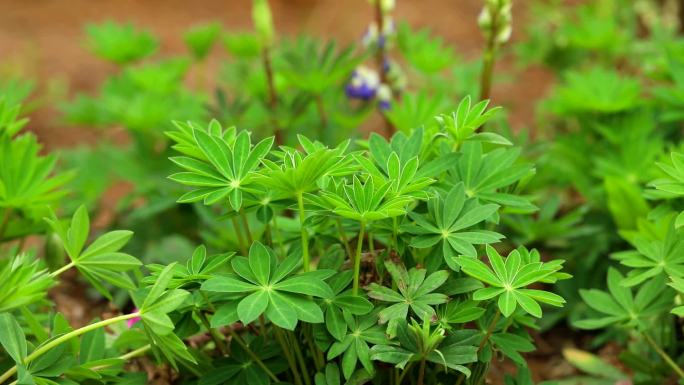 多叶羽扇豆  花蕾 粉红花 果 茎 植株