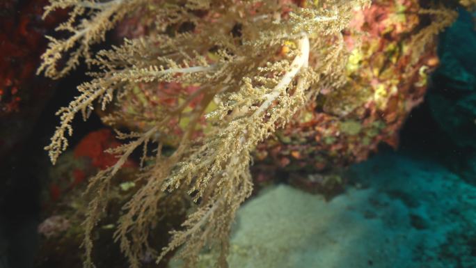 黄色软珊瑚海底水草海底植物