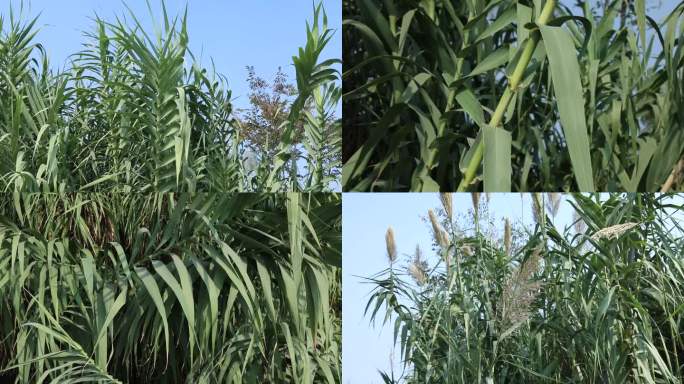 芦竹 棕色花穗 叶 茎 植株 生境