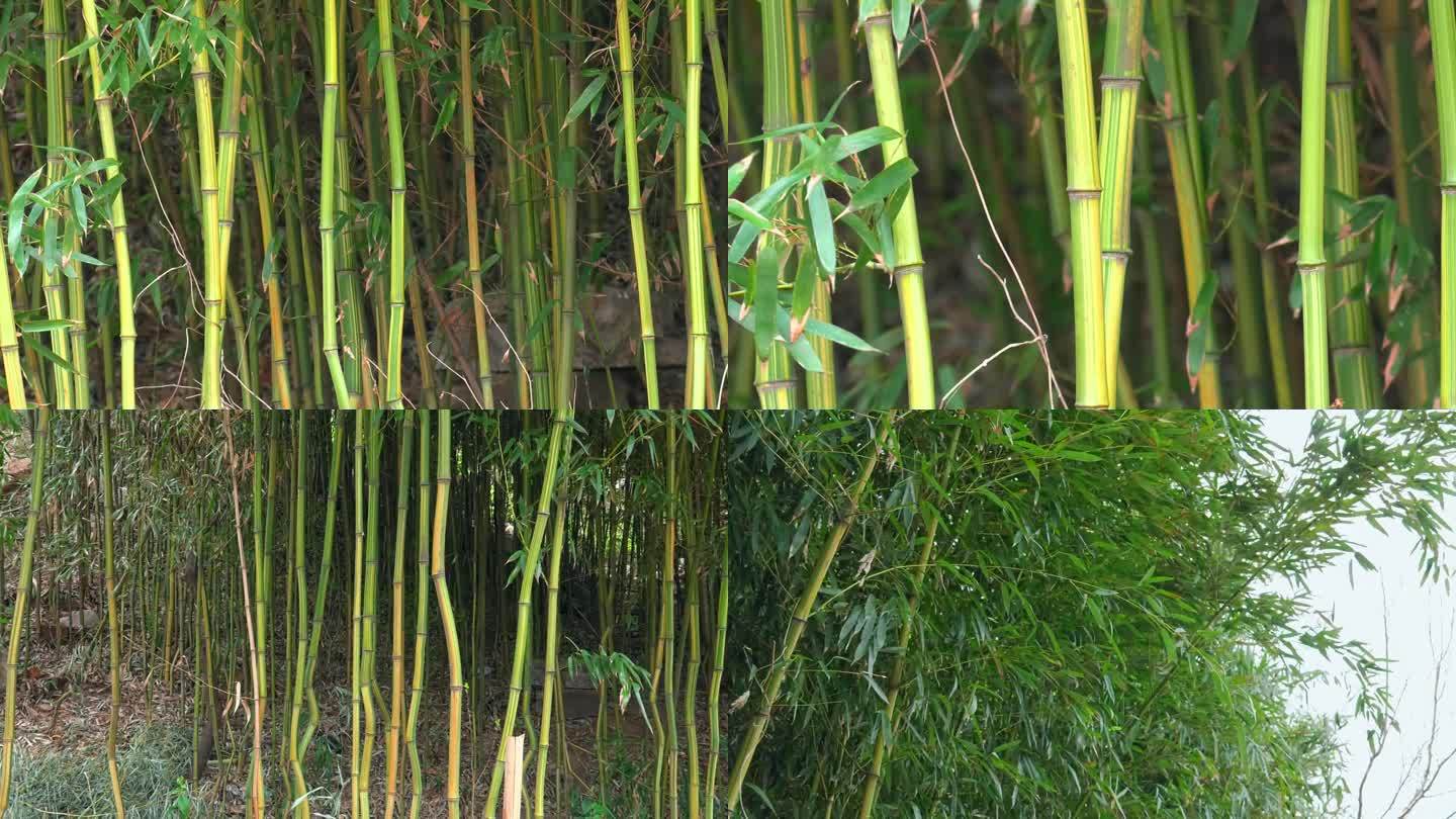 金镶玉竹 叶片 枝条 茎秆 植株 生境