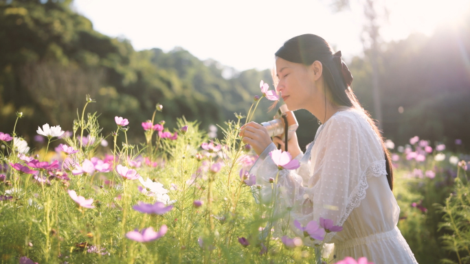 4K格桑花海里拍照的少女