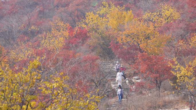 赏红叶北京坡峰岭满山红遍