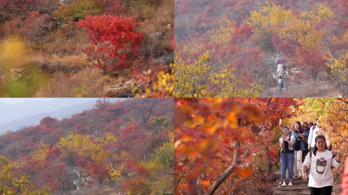 赏红叶北京坡峰岭满山红遍