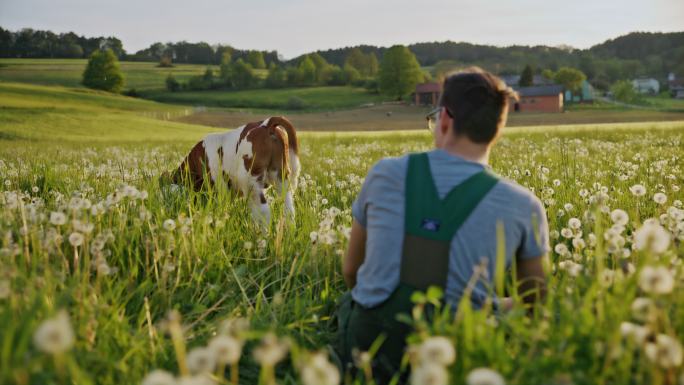 DS Farmer看着一头小牛在村庄边缘的草地上吃草